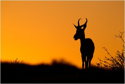 Springbok silhouette