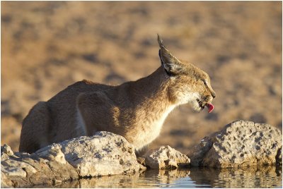 Caracal at Dalkeith