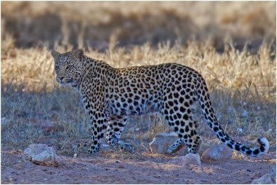Leopard at Rooibrak