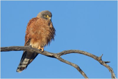 Rock Kestrel