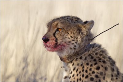 Collared Cheetah