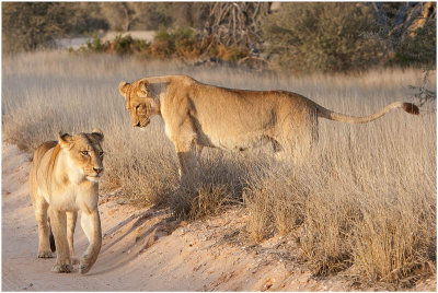 Lions