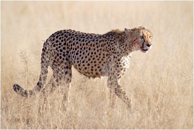 Cheetah