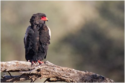 Bateleur