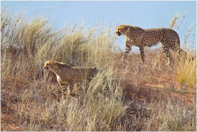 Cheetahs on dune