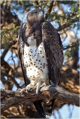 Martial Eagle