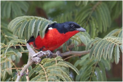 Crimson-breasted Shrike