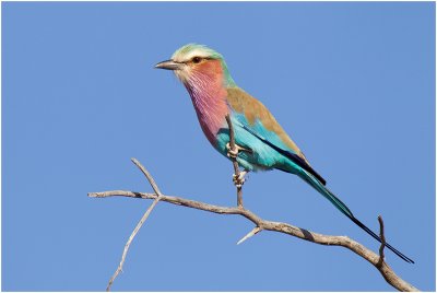 Lilac-breasted Roller