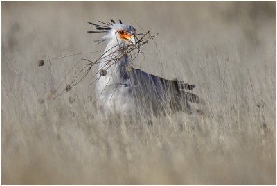 Secretary Bird