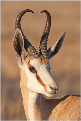 Springbok Portrait
