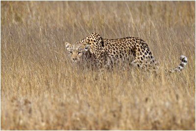 Stalking Leopard