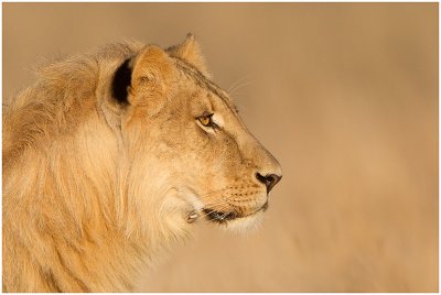 Lion portrait