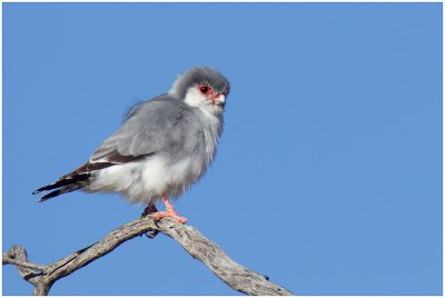 Pygmy Falcon