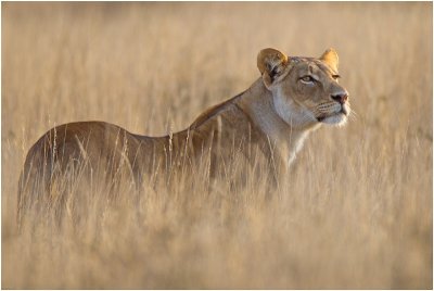 Inquisitive lioness