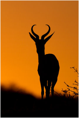 Springbok silhouette 2