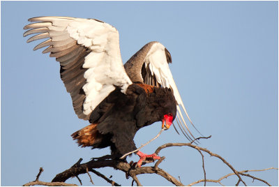 Bateleur Eagle - Kgalagadi