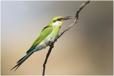 Swallow-tailed Bee-eater