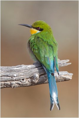 _0Swallow-tailed Bee-eater
