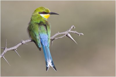 Swallow-tailed Bee-eater