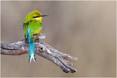 Swallowtailed Bee-eater