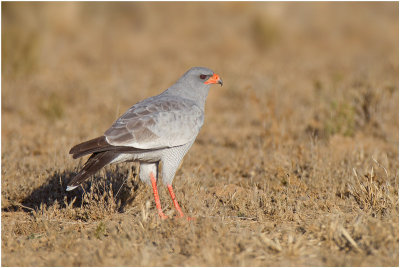 Pale Chanting Goshawk