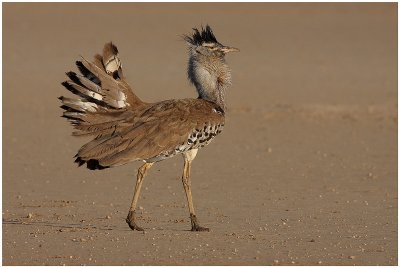 Bustards & Korhaans