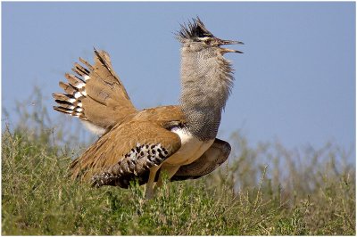 Kori Bustard