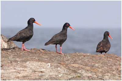 Black Oystercatchers