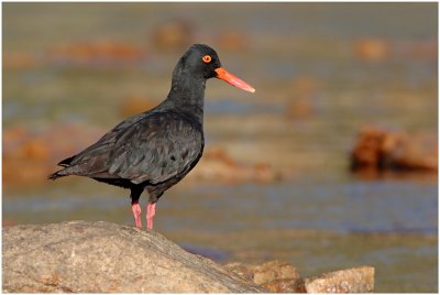 Black Oystercatcher