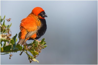 Red Bishop