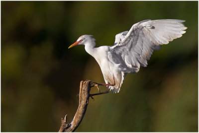 Cattle Egret