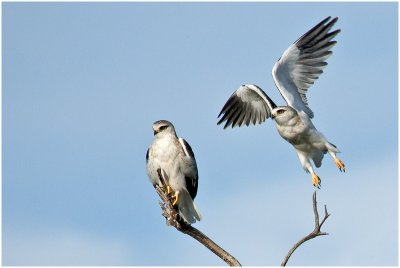 Black-shouldered Kites