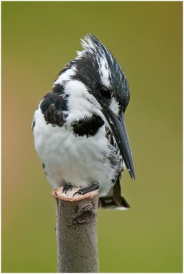 Pied Kingfisher