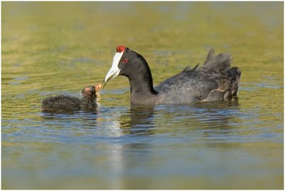 Red-knobbed Coots