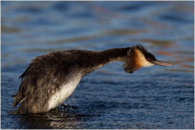 Crested Grebe