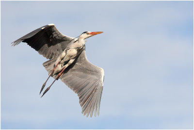 Grey Heron