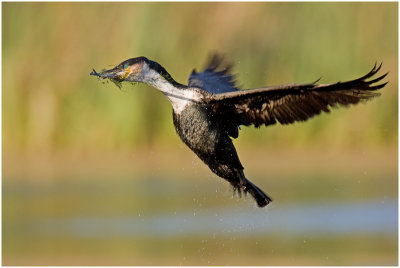 White-breasted Cormorant