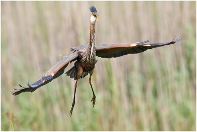 Purple Heron