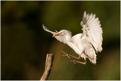 Cattle Egret