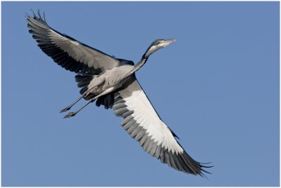 Black-headed Heron