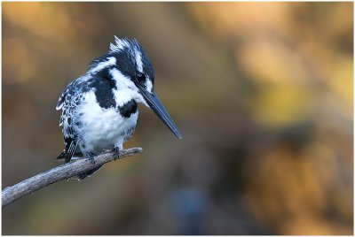 Pied Kingfisher