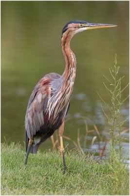 Purple Heron