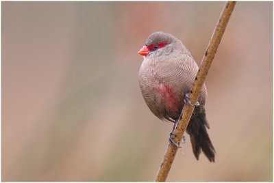 Common Waxbill