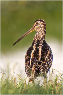 African Snipe