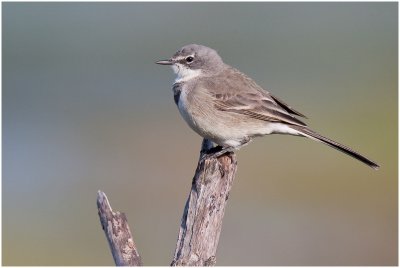 Cape Wagtail