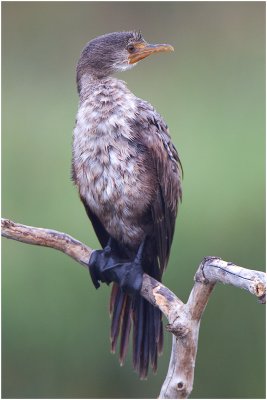 Immature White-breasted Cormorant