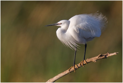 Little Egret