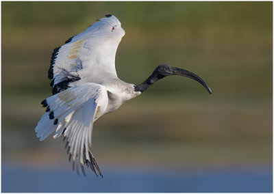 Sacred Ibis