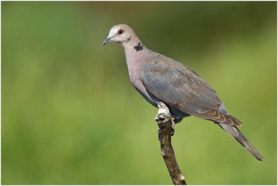 Red-eyed Dove