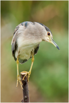 Blackcrowned Night Heron